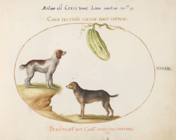 Animalia Qvadrvpedia et Reptilia (Terra): Plate XXXVII, c. 1575/1580.