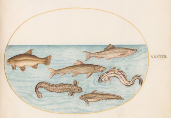 Animalia Aqvatilia et Cochiliata (Aqva): Plate XXXVIII, c. 1575/1580.