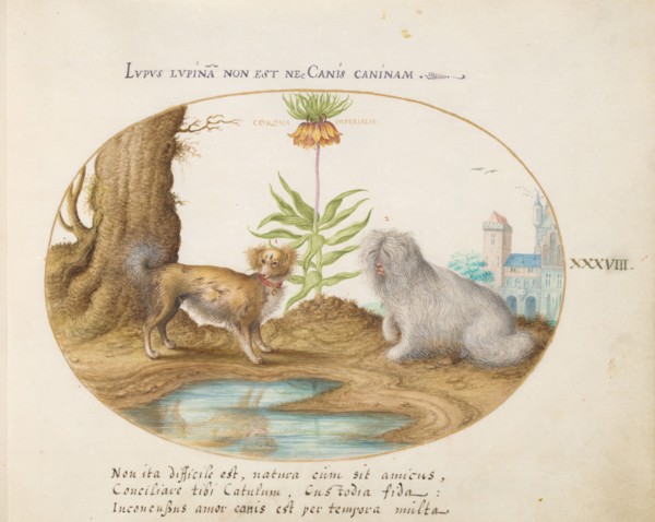 Animalia Qvadrvpedia et Reptilia (Terra): Plate XXXVIII, c. 1575/1580.