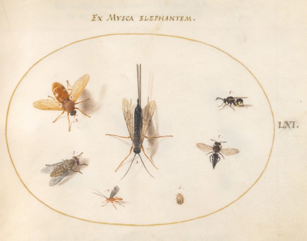 Plate 61: Seven Insects, Including a Small Striped Beetle, c. 1575/1580.
