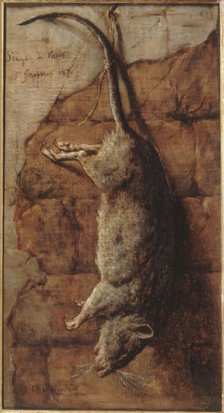 Rat ayant servi à l'alimentation pendant le siège de Paris, 15–01–1871.