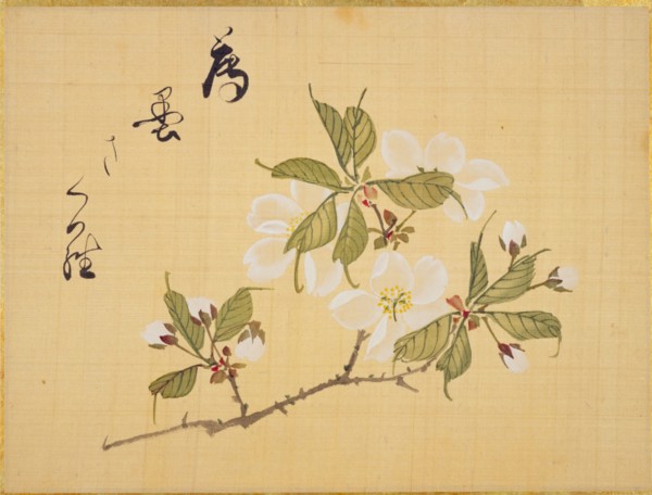 From the Sketch Book of Sakura (Cherry Blossoms), Between 1830 and 1853. Private Collection.