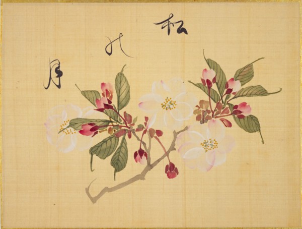 From the Sketch Book of Sakura (Cherry Blossoms), Between 1830 and 1853. Private Collection.