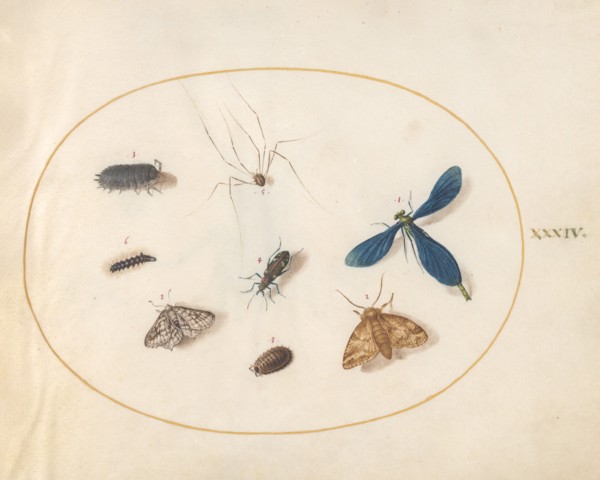 Plate 34: Two Moths with a Spider, a Caterpillar, and Four Other Insects, c. 1575/1580.