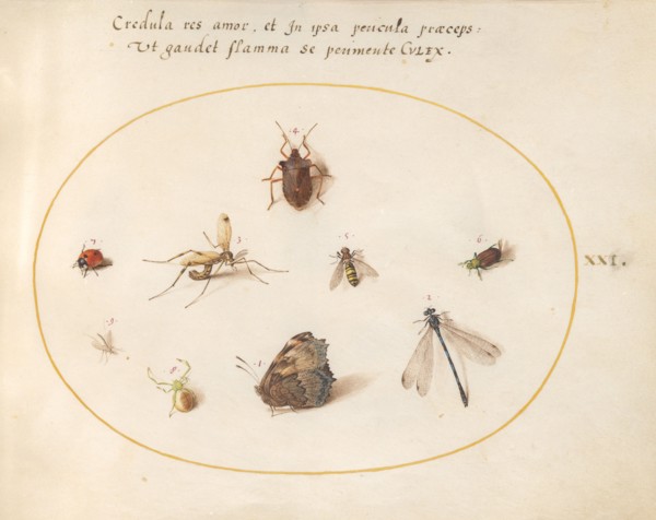 Plate 21: A Butterfly with a Dragonfly, a Ladybug, and Five other Insects, c. 1575/1580.