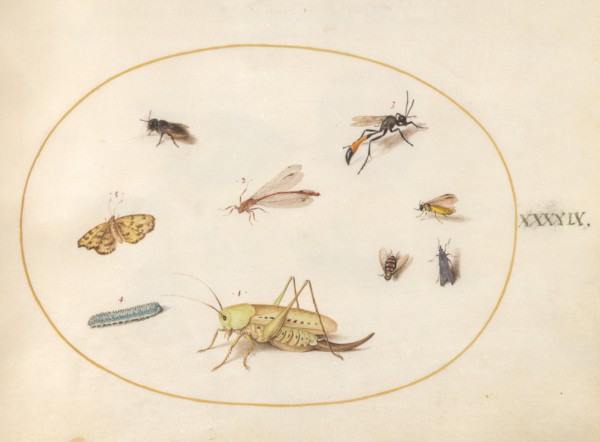 Plate 49: A Grasshopper, a Caterpillar, a Butterfly, a Moth, and Other Insects, c. 1575/1580.