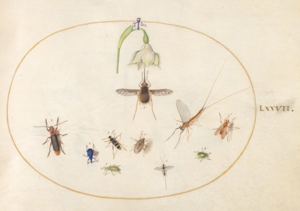 Plate 77: Hummingbird Hawk Moth with a White Flower, Blue and Green Weevils, and Other Insects, c. 1575/1580.