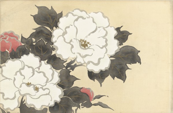 Peonies (Fukamigusa). From the series "A World of Things (Momoyogusa)", 1909-1910. Private Collection.