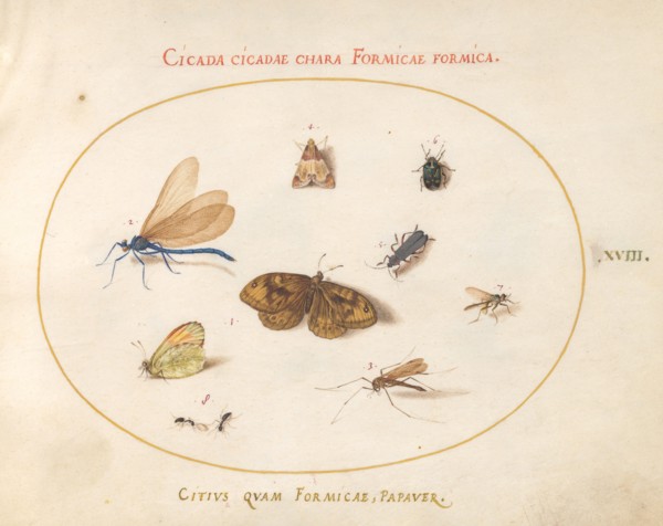 Plate 18: Two Butterflies and a Moth with a Dragonfly, Two Ants, and Four Other Insects, c. 1575/1580.