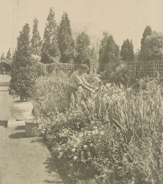 Gardener tending floral border, posed to illustrate Rudyard Kipling's poem "The Glory of the Garden", 1917.