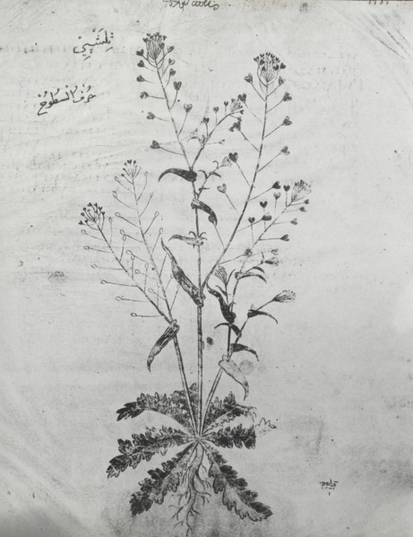 Reproduction of a botanical drawing, between 1915 and 1925. Creator: Frances Benjamin Johnston.