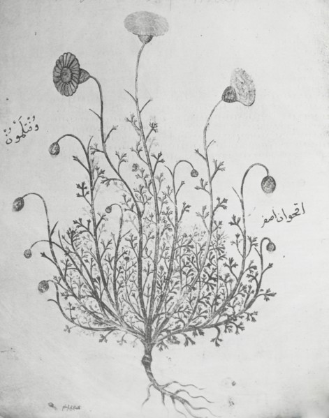 Reproduction of illustration showing a carnation, between 1915 and 1925. Creator: Frances Benjamin Johnston.