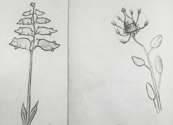 Reproduction of illustrations: "Piggiwiggia Pyramadalis" and "Bottleforkia Spoonifolia", c1915-1925. Creator: Frances Benjamin Johnston.