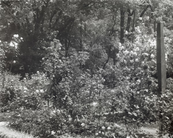 Willowmere, Rear Admiral Aaron Ward house, 435 Bryant Avenue, Roslyn Harbor, New York, 1914. Creator: Frances Benjamin Johnston.