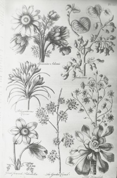 Reproduction of print showing Flowers, between 1915 and 1925. Creator: Frances Benjamin Johnston.