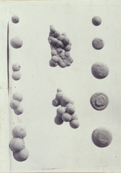 Specimen illustrations for a monograph on clay stones by J.M. Arms Sheldon, c1900. Creator: Frances S. Allen.