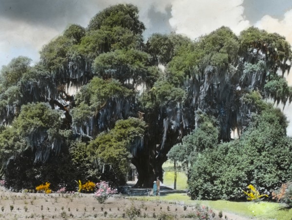 Middleton Place, John Julius Pringle Smith house, 4300 Ashley River Road, Charleston..., 1928. Creator: Frances Benjamin Johnston.