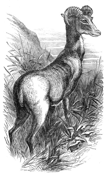 Wild Sheep of the Punjab, in the Gardens of the Zoologicial Society, Regent's-Park, 1854. Creator: Unknown.
