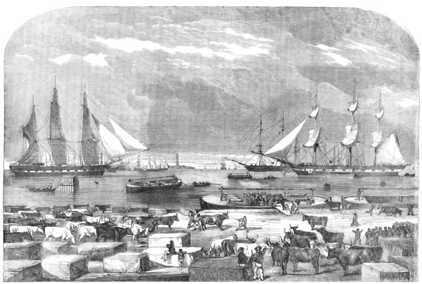 Embarkation of Cattle, at Trieste for the Auxiliary Army in the East, 1854. Creator: Unknown.