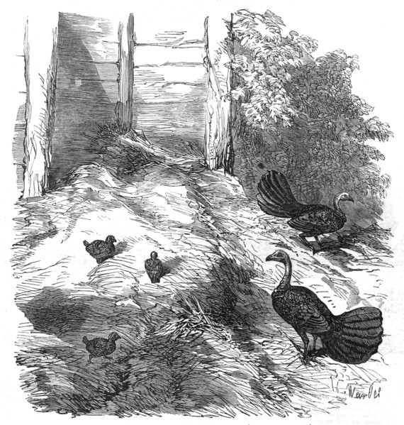 Nest of the Brush Turkey, in the Zoological Society's Gardens, Regent's-Park, 1854. Creator: H. Wendel.
