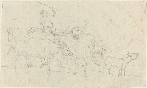 Cattle.