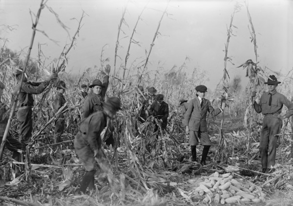 Boy Scouts, Boy Scout Farm, 1917.