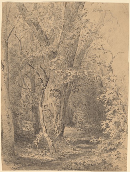 Tree and Foliage, probably c. 1873.