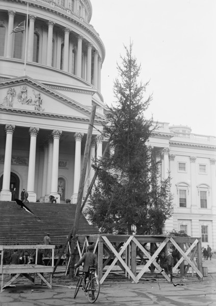 Christmas Trees - Christmas Tree At Capitol, 1913. Washington DC.