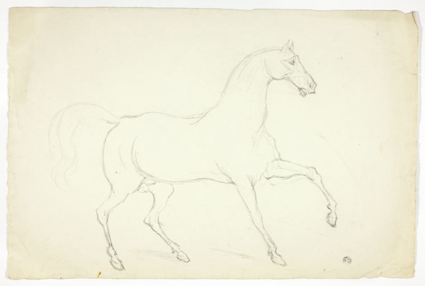Stallion, n.d.