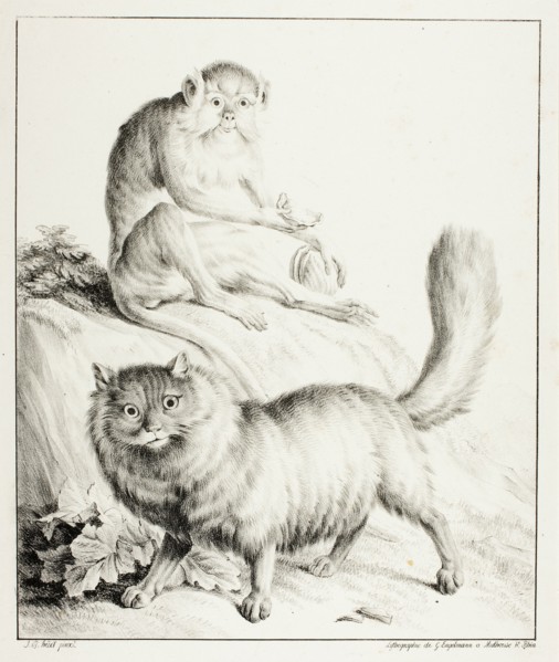 Cat and Monkey, 1814/16.
