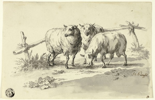 Sheep, n.d.
