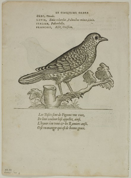 Leaf from Portraits d'Oyseaux, plate 70 from Woodcuts from Books of the XVI Century, 1557... Creator: Unknown.