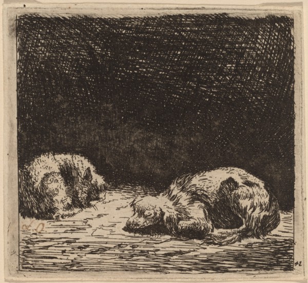 Dog and Cat.
