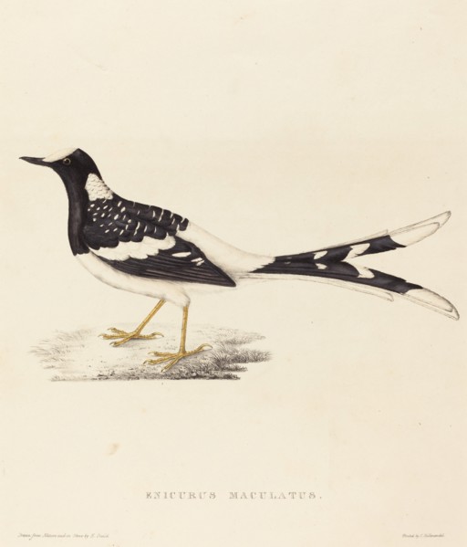 Enicurus Maculatus (Spotted Forktail).