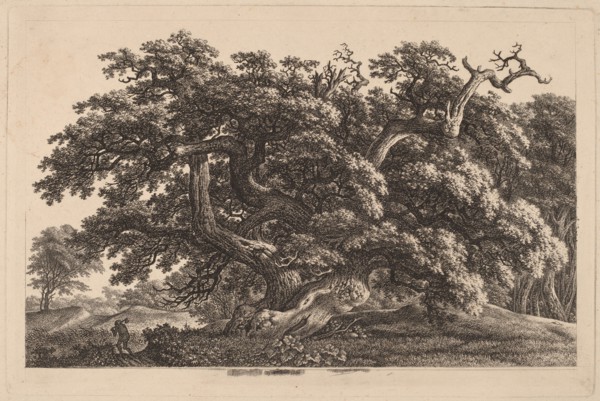 A Widely Expanding Oak Tree, 1825/1830.