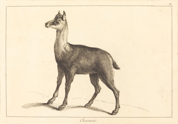 Chamois (Chamois).