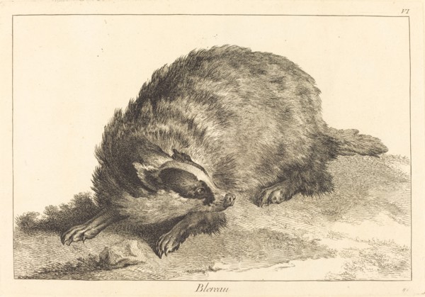 Blereau (Badger).