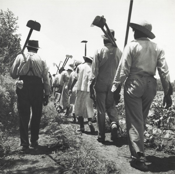 These cotton hoers work from 6 a.m. to 7 p.m. for $1.00 near Clarksdale, Mississippi, June-July 1937.