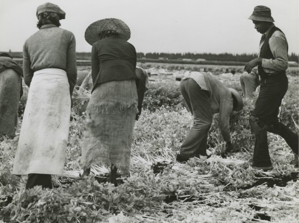 African American migrant laborers cutting celery, Belle Glade, Florida, January 1941.