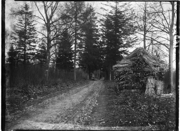 Rewell Wood, Arundel, Arun, West Sussex, 1908. Creator: Katherine Jean Macfee.