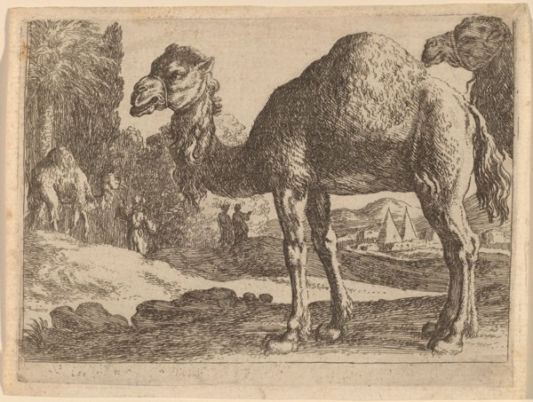 Camels. Creator: Herman van Swanevelt.