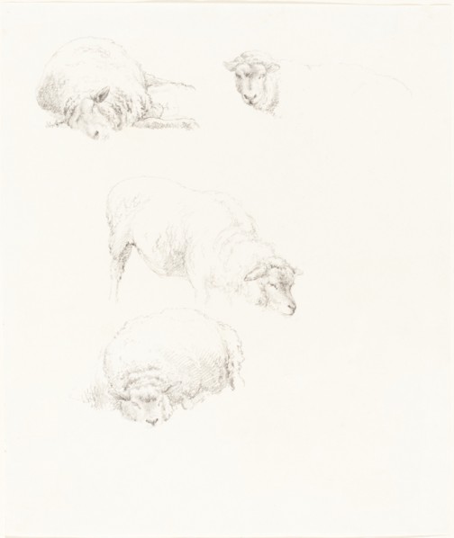 Studies of Sheep. Creator: Robert Hills.