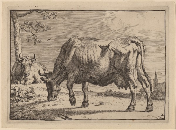Grazing Cow, 1650. Creator: Paulus Potter.