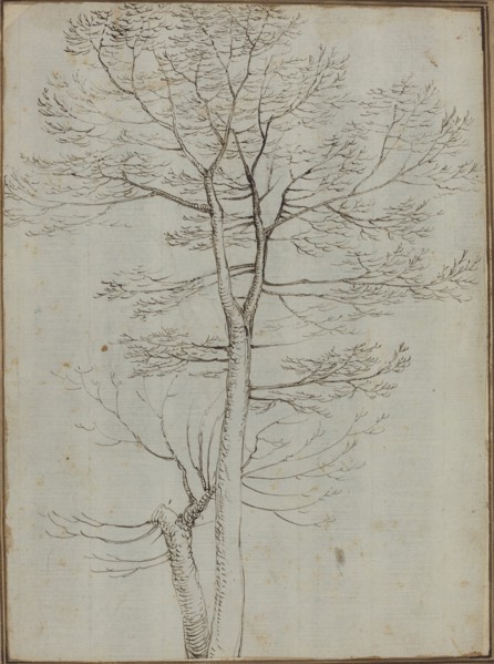Bare Tree [verso]. Creator: Fra Bartolomeo.