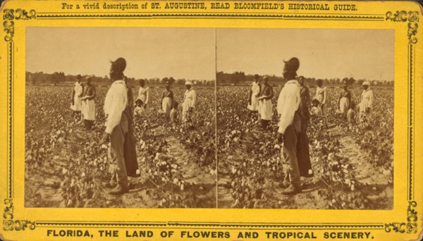 Picking cotton, c1850-c1930. Creator: Unknown.