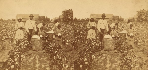 Picking cotton, c1850-c1930. Creator: Unknown.