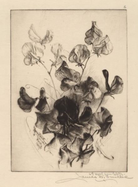 Sweet Peas, 1891. Creator: James David Smillie.