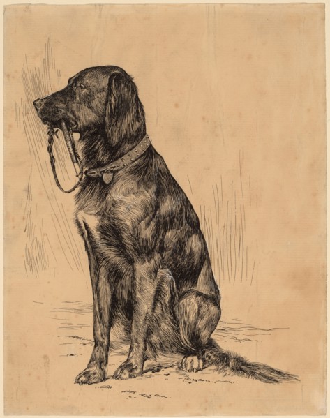 Aldrich's Dog, late 1880s. Creator: Arthur Davies.