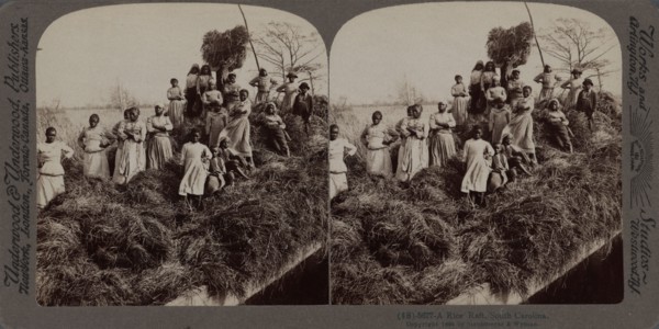 A rice raft, South Carolina, 1895. Creator: Unknown.