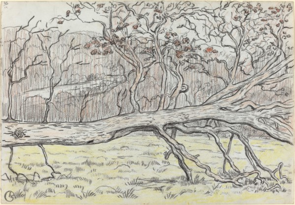 Felled Tree, Normandy, 1898. Creator: Georges Lacombe.